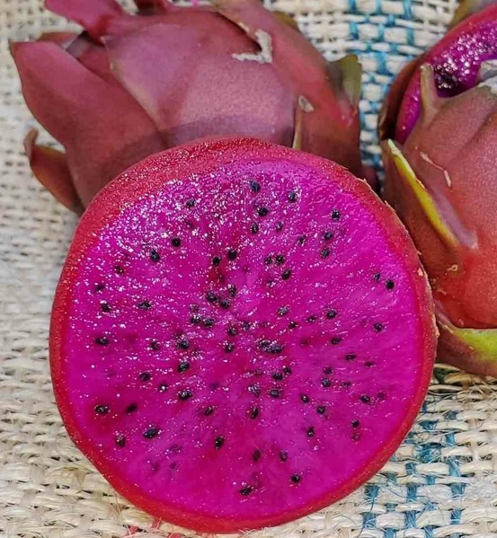 Pitaya : hylocereus h. American beauty (pitaya ou fruit du dragon)- pot de 4 litres ? 40/60 cm