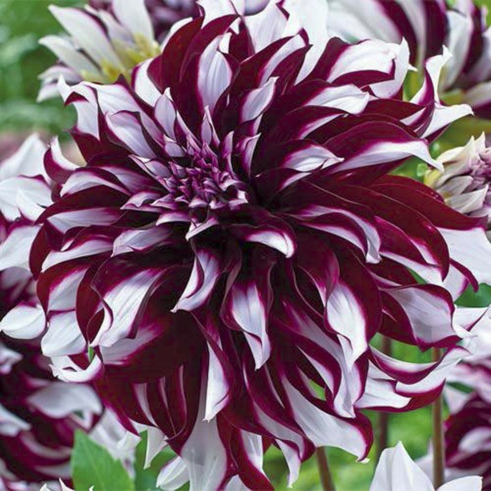 Dahlia géant décoratif 'tartan' bulbe calibre i