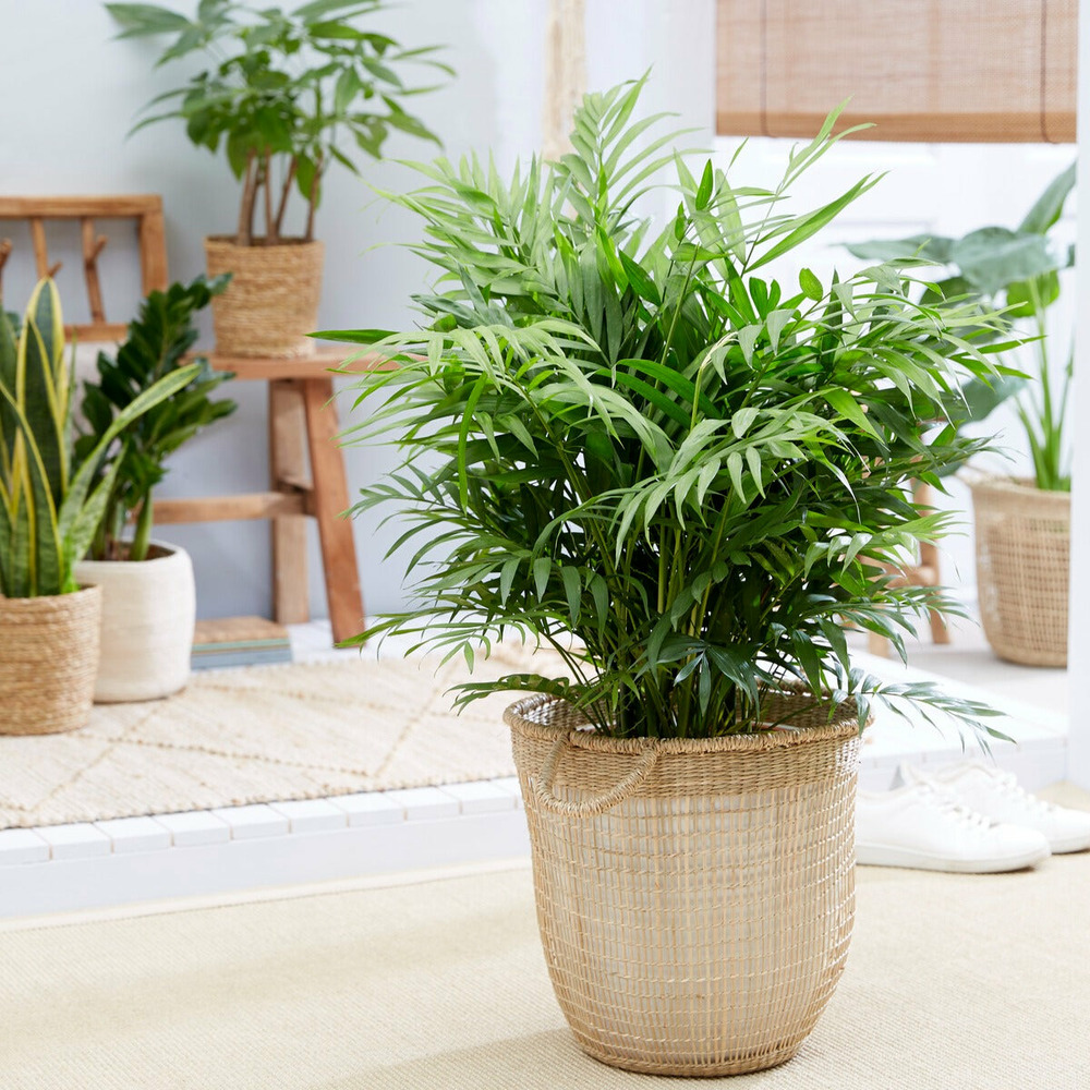 Palmier nain - palmier des montagnes - le pot / ø 12cm / hauteur livrée environ 30cm