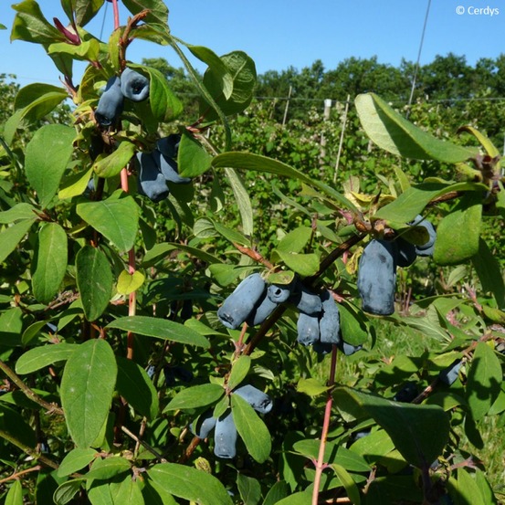 Chèvrefeuille à baies de mai 'martin' pot de 1,5l/2l, buisson