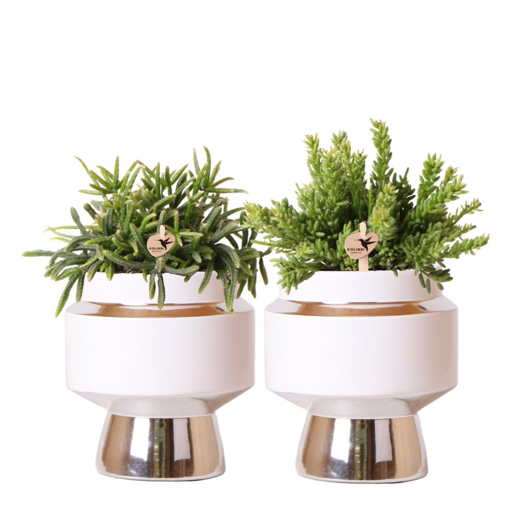 Verts colibri | lot de 2 plantes rhipsalis en pots décoratifs argentés le chic - pot céramique taille 9cm