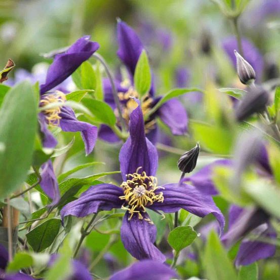 Clématite integrifolia mississippi river® 'zomisri' pot de 3l - echelle bambou 60/120 cm