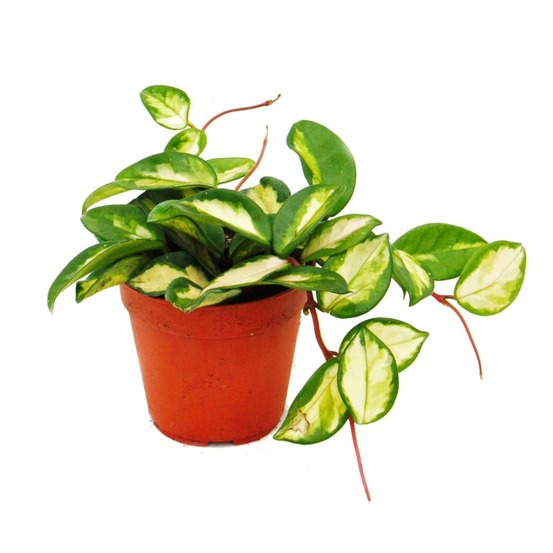 Plante d'intérieur à suspendre - hoya carnosa tricolor - fleur en porcelaine - fleur en cire 12cm