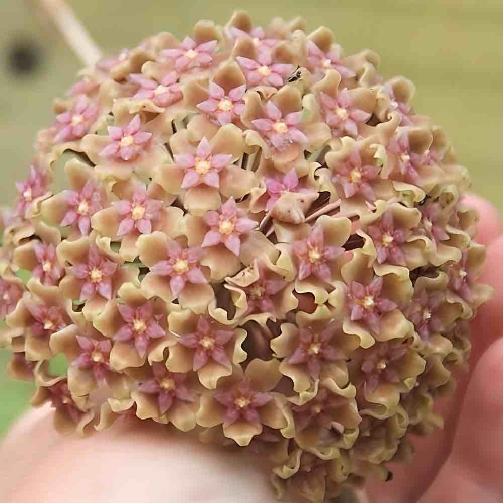 Hoya glabra splash - pot de 10,5cm - plantes d'intérieur