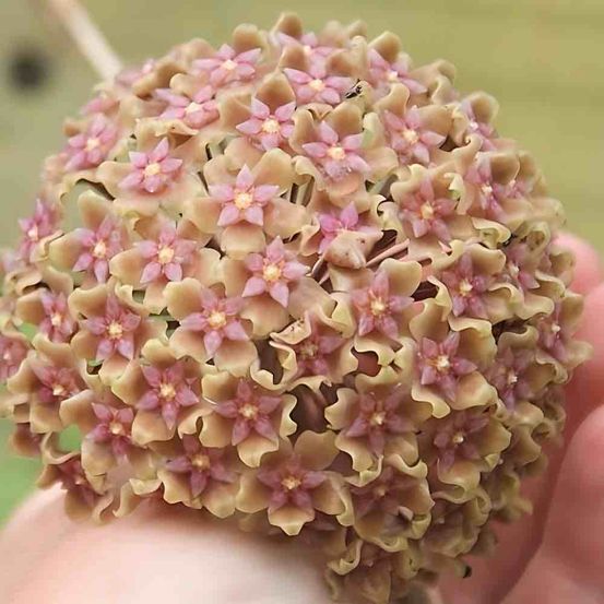 Hoya glabra splash - pot de 10,5cm - plantes d'intérieur