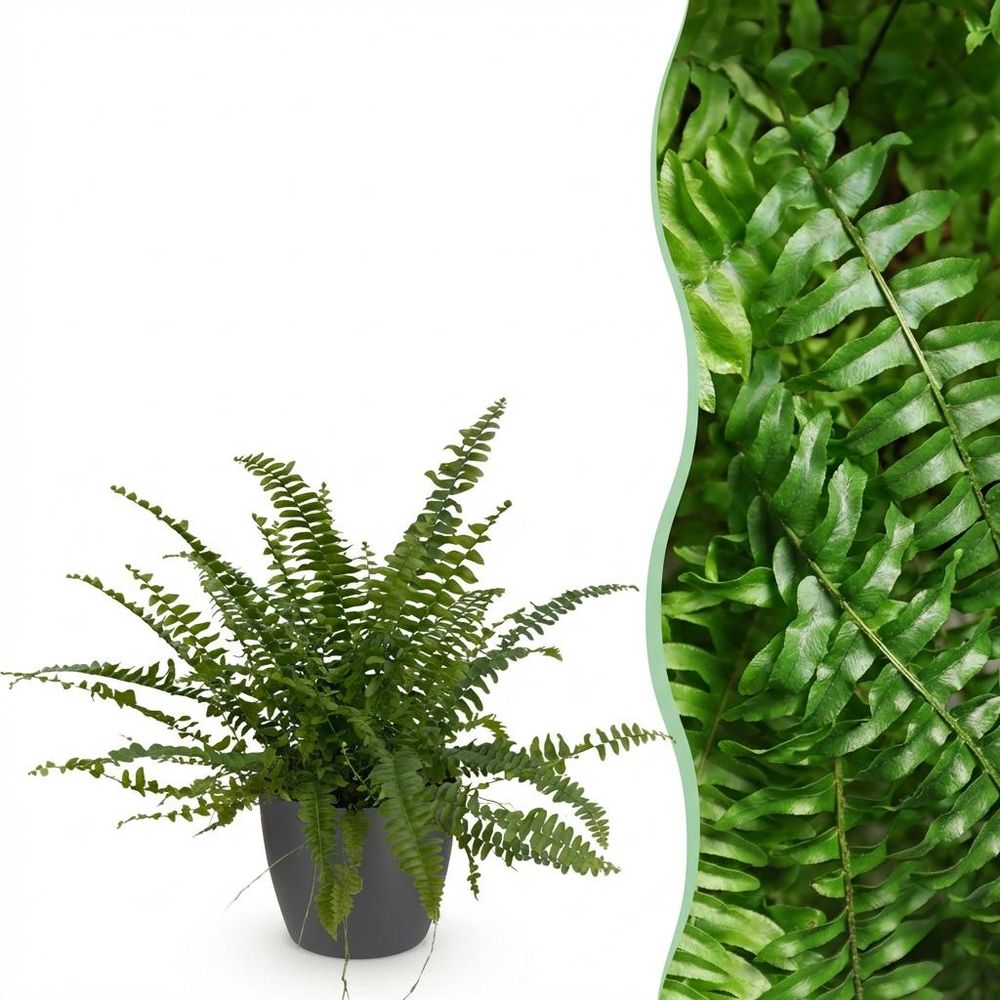 Nephrolepsis exaltata green lady - pet-friendly - pot de 12cm - hauteur 25-30cm - plantes d'intérieur