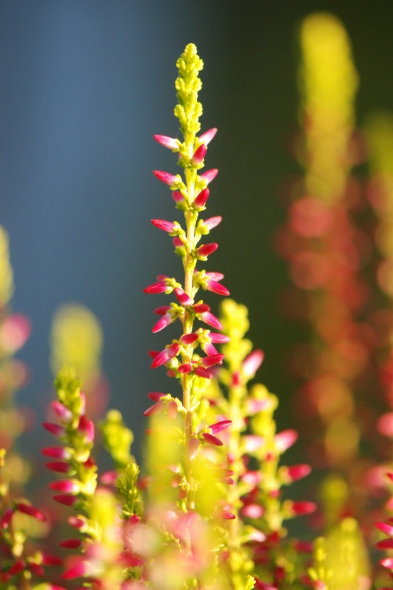 Bruyère d'été 'bonita' - en pot de 1 litre