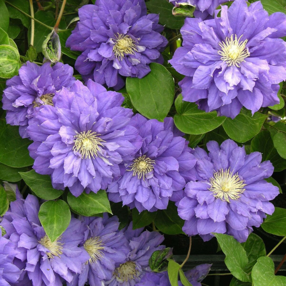 Clématite franziska marie™ 'evipo008' pot de 3l - echelle bambou 60/120 cm