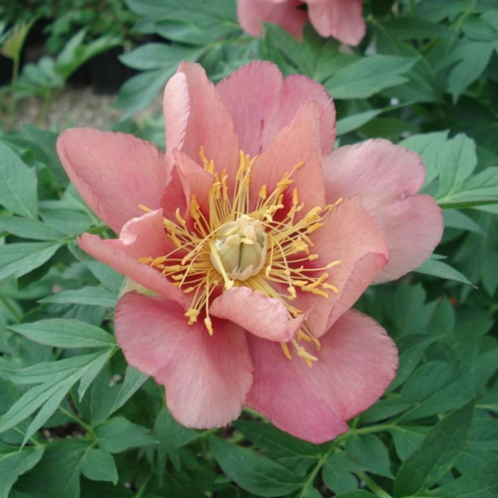Pivoine 'old rose dandy' souche 3/5 yeux