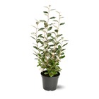 Eleagnus - plantes de haies - ↕ 100-120 cm - ⌀ 22 cm - plante d'extérieur
