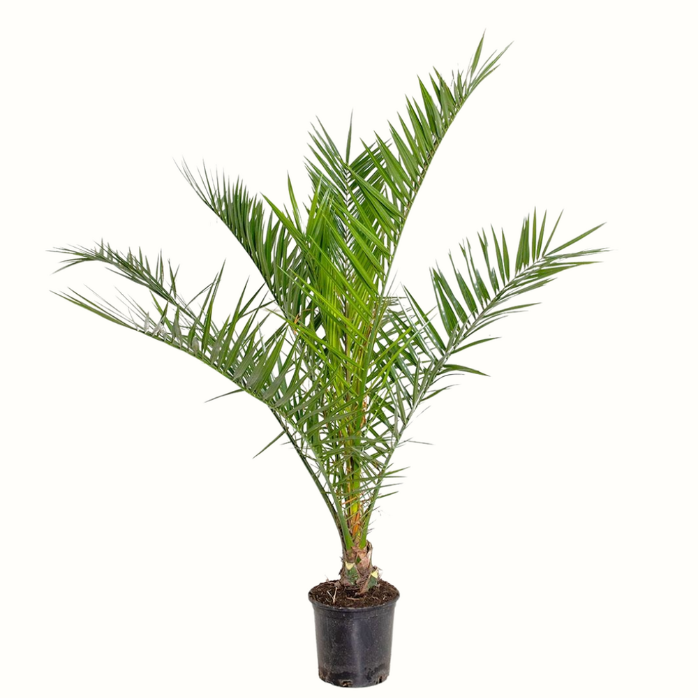 Dattier des canaries - phoenix canariensis - 60cm