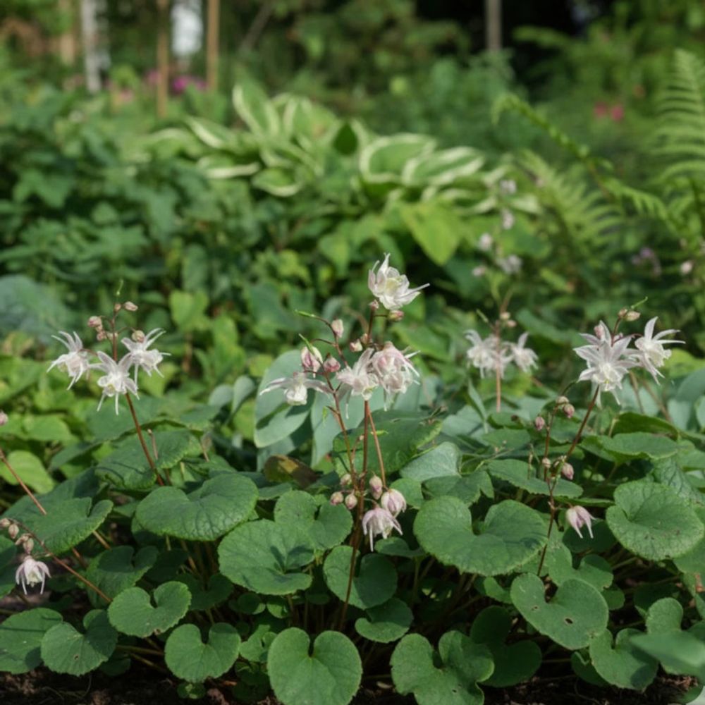 Fleur des elfes akebono, epimedium lot de 5 godets
