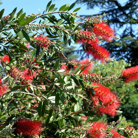 Rince-bouteilles inferno® 'yanferno', callistemon pot de 3l - 20/40 cm