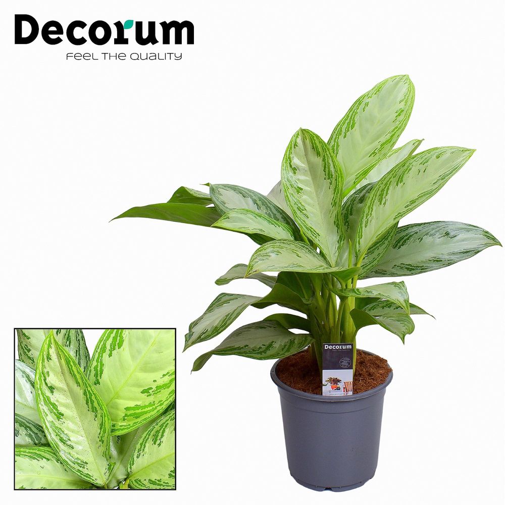 Aglaonema silver bay - ø21cm - ↕80cm - plantes d'intérieur