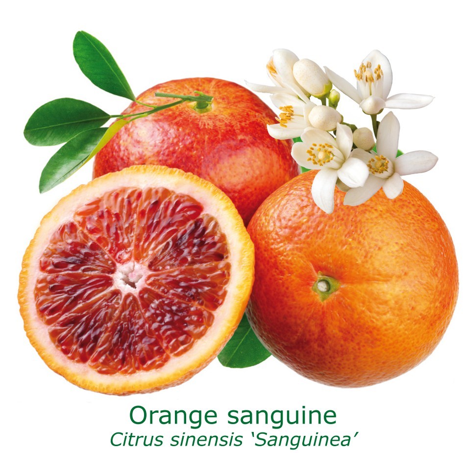 Oranger moro bio tailles:pot de 3 litres, hauteur 30/40 cm