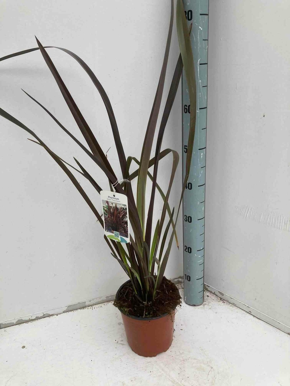 Phormium tenax var. Purpurea (lin de nouvelle-zélande) pot de 6 litres - 80/100 cm -et rouge