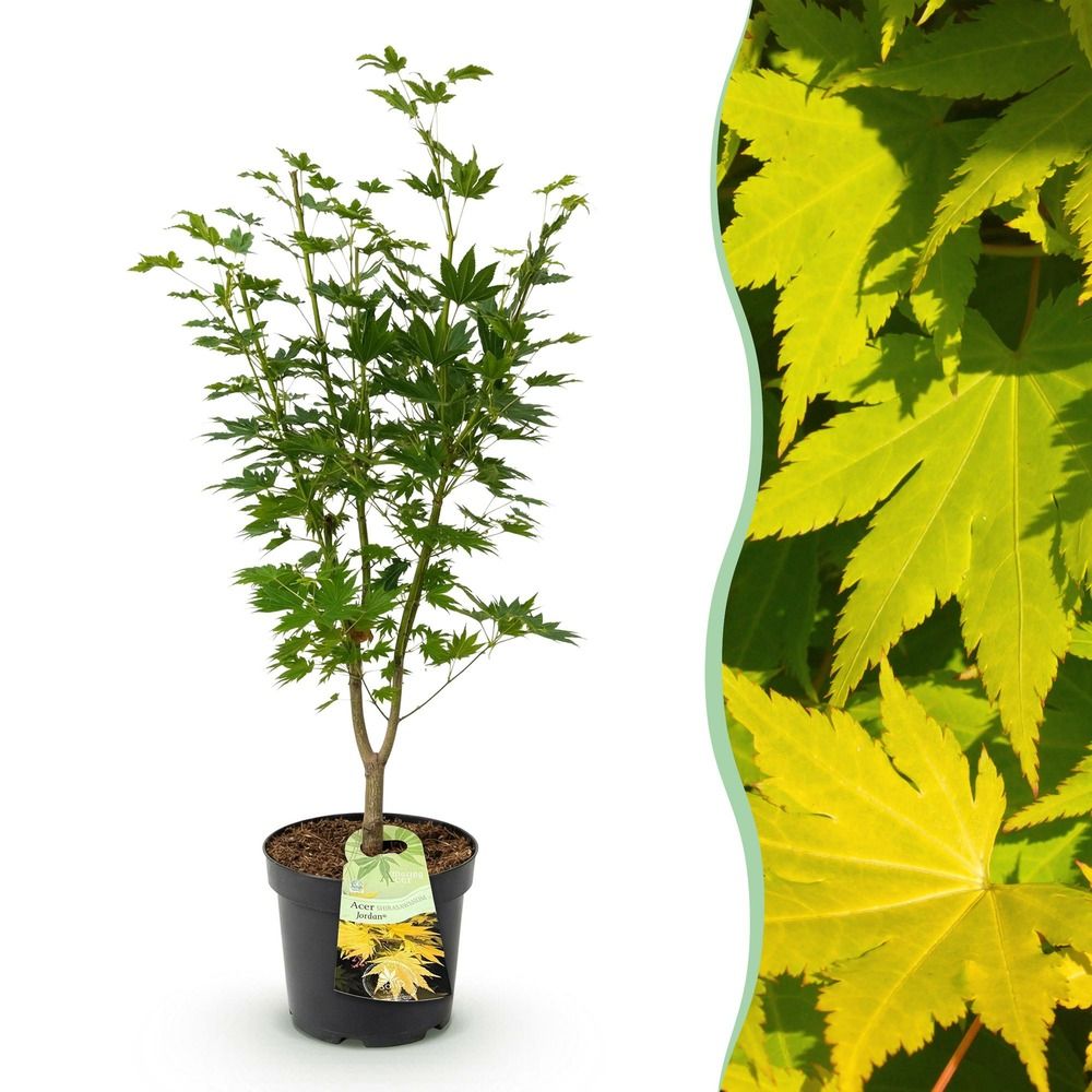 Érable du japon 'jordan' - pot 26 cm - hauteur 90 cm