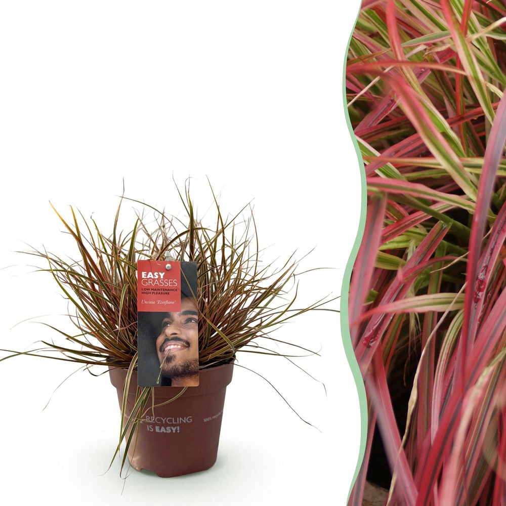 Uncinia rubra everflame – pot 17 cm – hauteur 50 cm