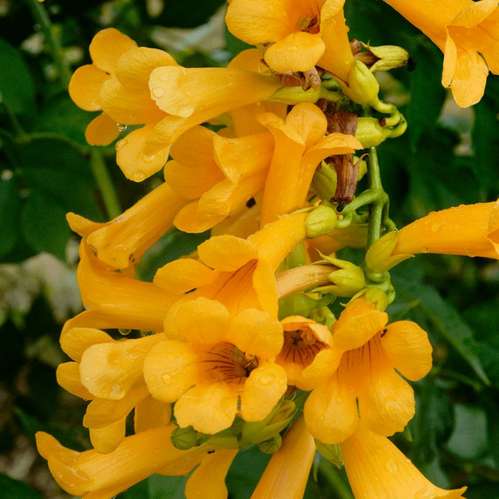 Bignone golden trumpet® 'mincamja3' pot de 3l - echelle bambou 60/120 cm