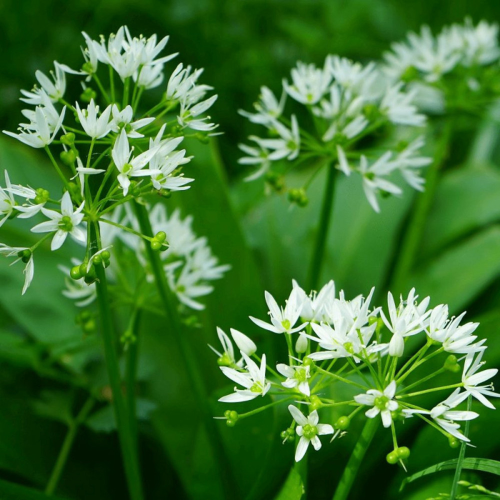 Ail des ours - prêt à consommer pot de 1 litre