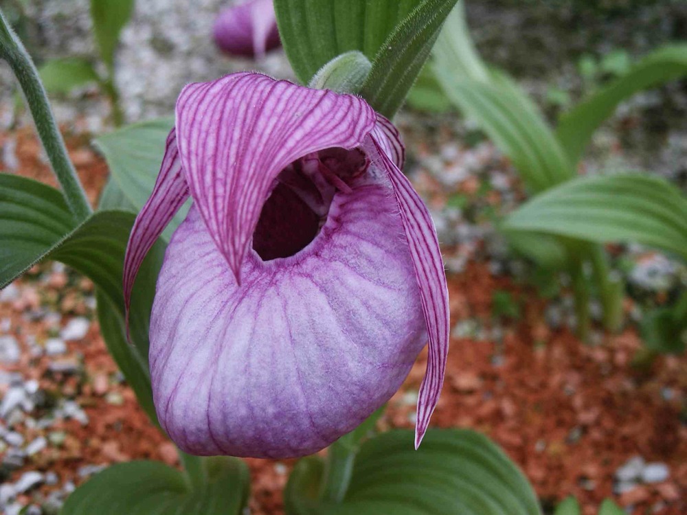 Cypripède franchetti (orchidées terrestres) pot de 1 litre - 0/80 cm