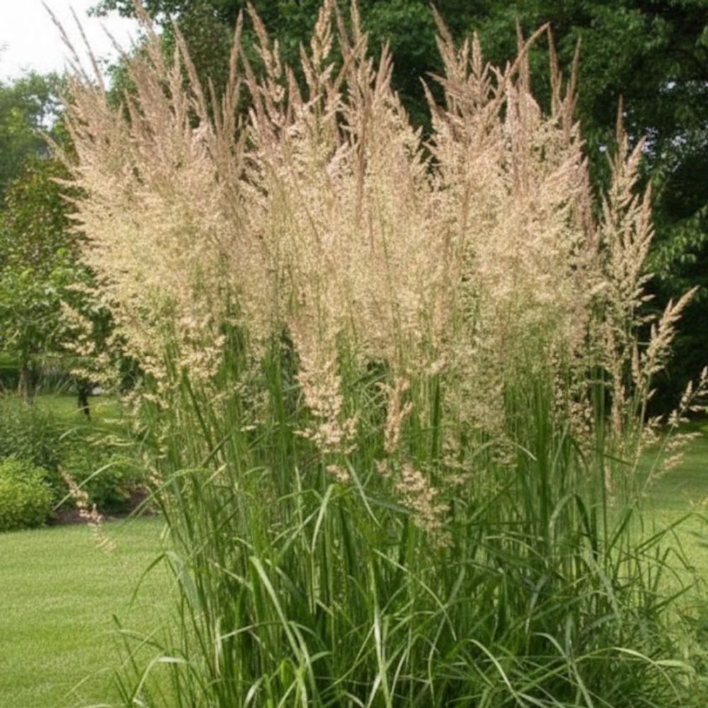 Calamagrostis epigejos godet - 5/20 cm