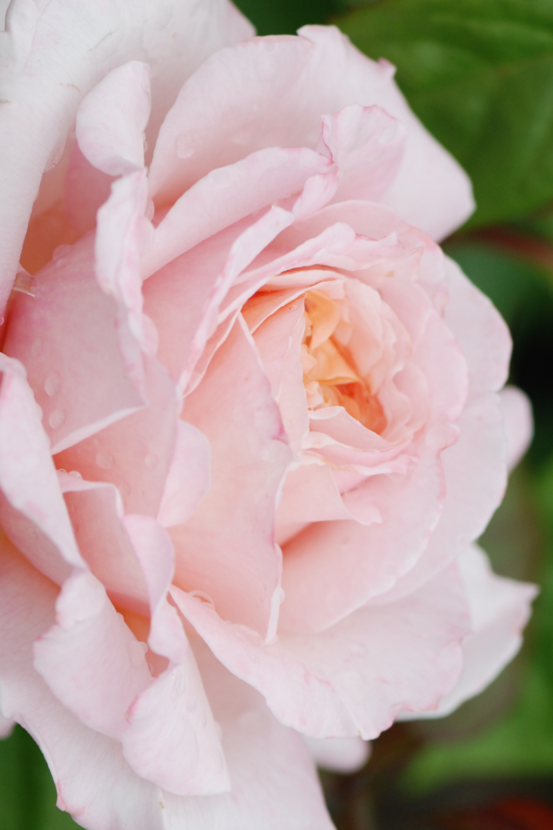 Rosier 'grande duchesse louise' ? - en pot de 4 litres