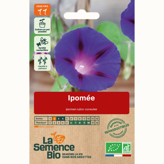 Ipomée - graines bio