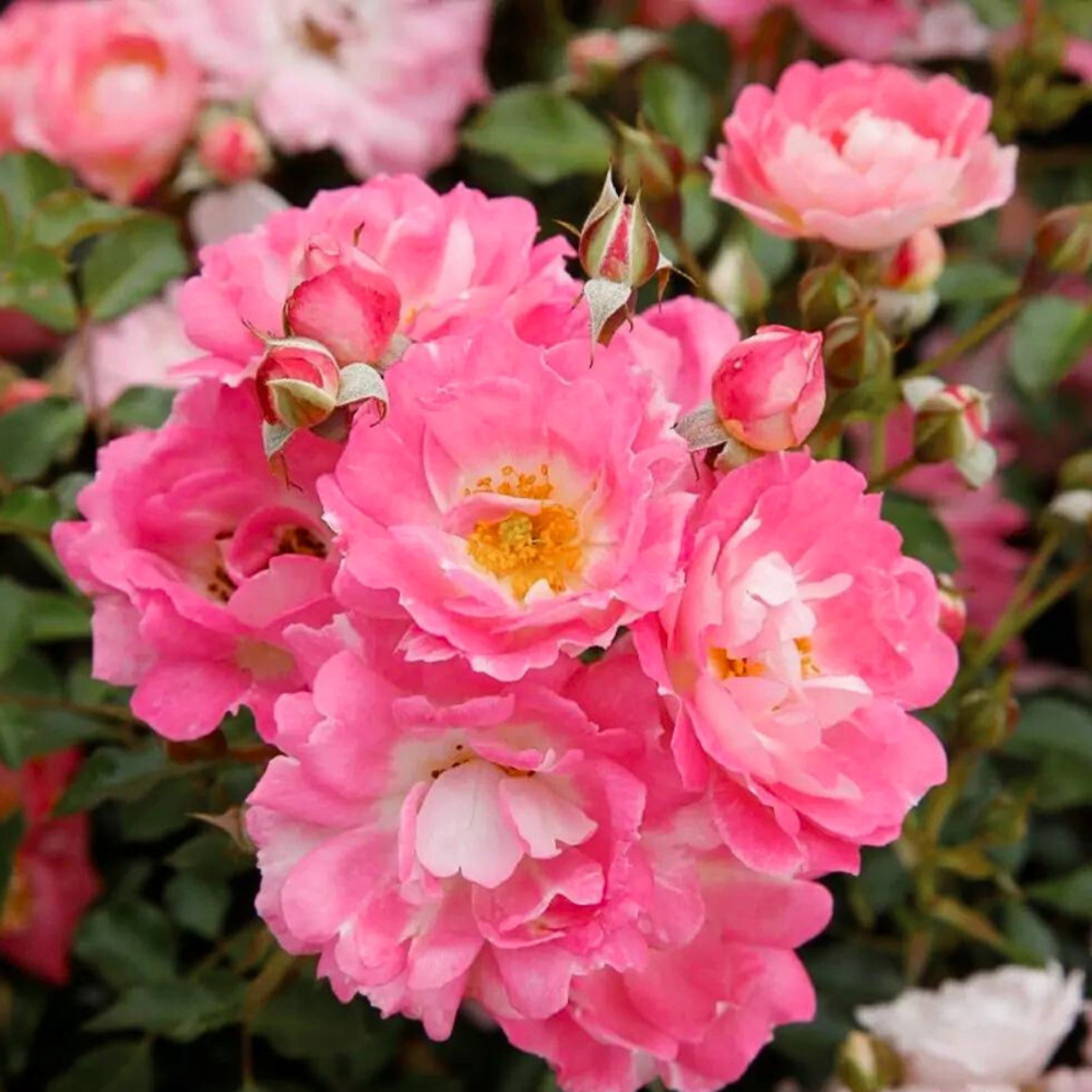 Rosier nain flirt 2011 pétale rose en pot 3l