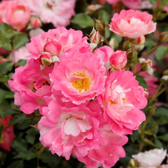 Rosier nain flirt 2011 pétale rose en pot 3l