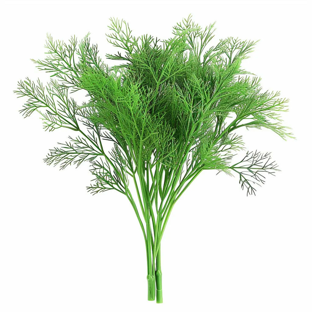 250 graines d'aneth - semisauvage permaculture