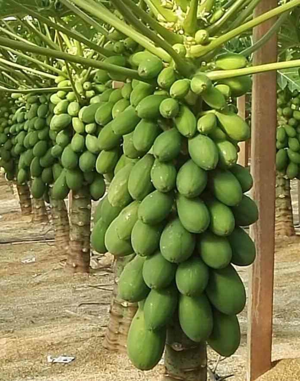 Papayer : carica papaya var. Sweet sense pot de 7 litres ? 60/80 cm -