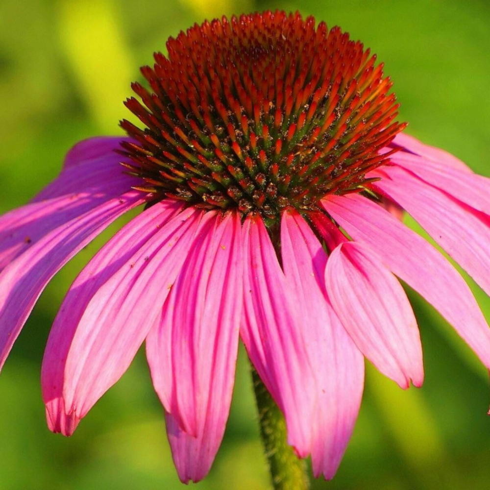 Échinacée purpurea maxima godet - 5/20 cm