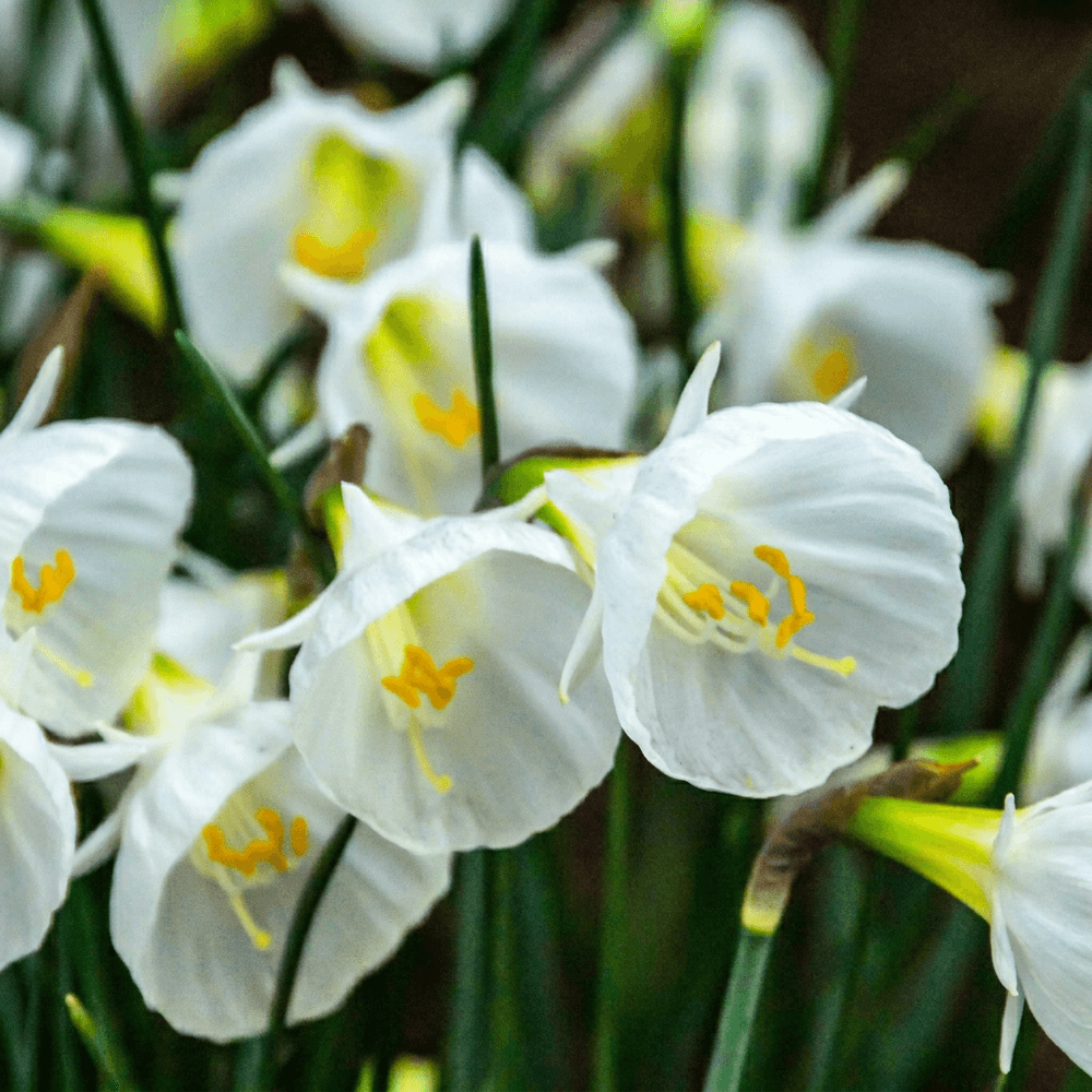 Narcisse 'white petticoat' (narcissus) - floraison printanière - calibre 6/8 - 20 bulbes