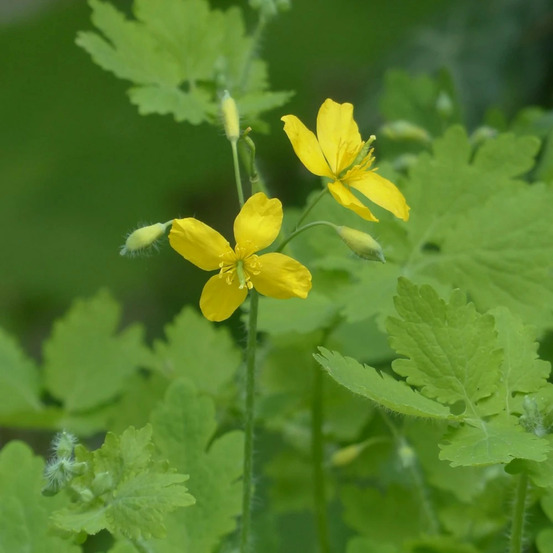 Grande chélidoine - sans traitement lot de 9 godets