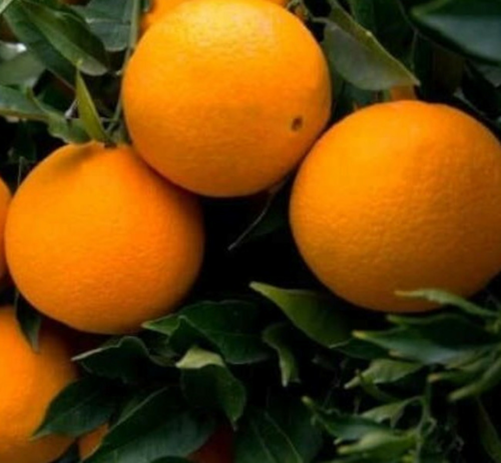 Citrus sinensis var. Sucrena (oranger doux et sucré) pot de 9 litres -140/160 cm