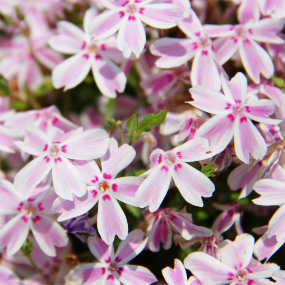 Phlox mousse candy stripes - phlox subulata - 5 cm godet de 9 cm - blanc
