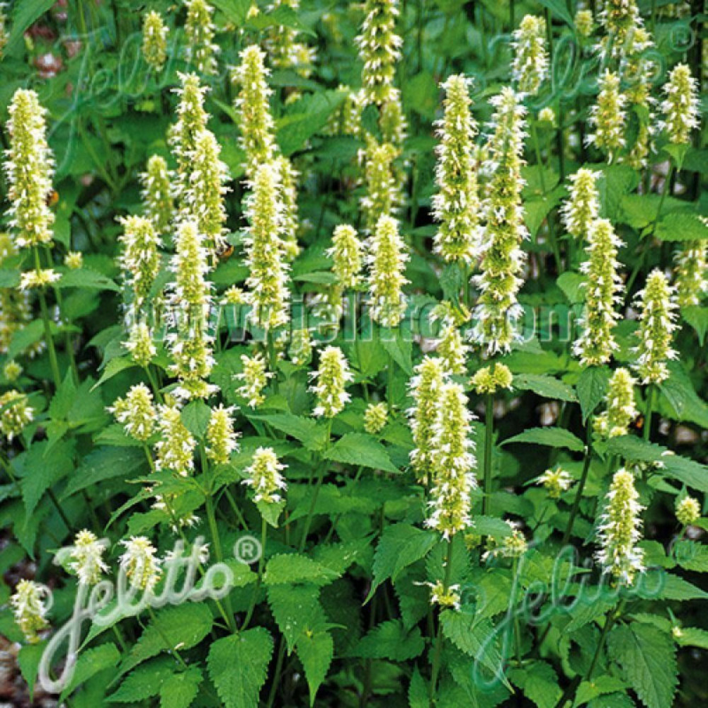 Agastache rugueuse blanche lot de 3 godets