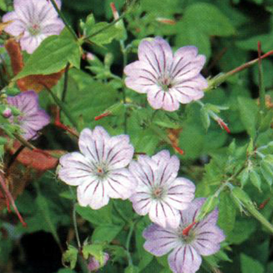 6 x géranium vivace noueux - geranium nodosum - godet 9cm x 9cm