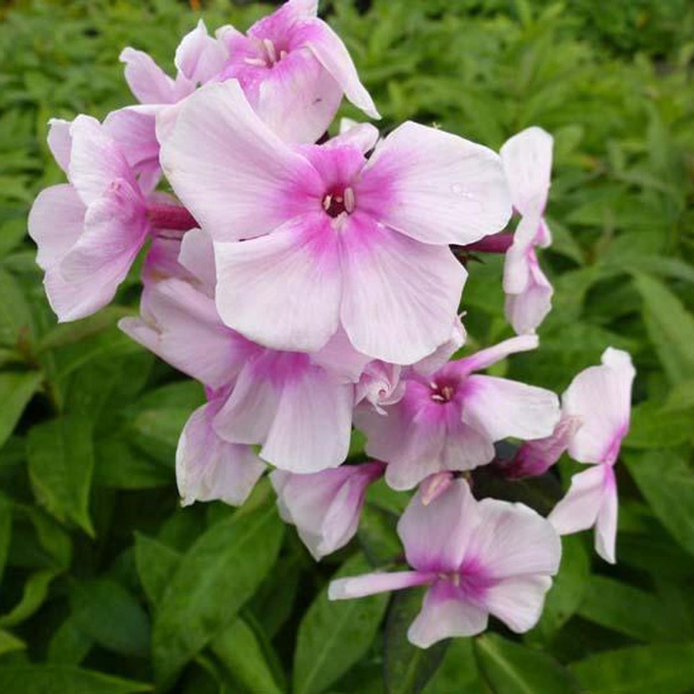 Phlox paniculé 'bright eyes' godet de 8/9 cm