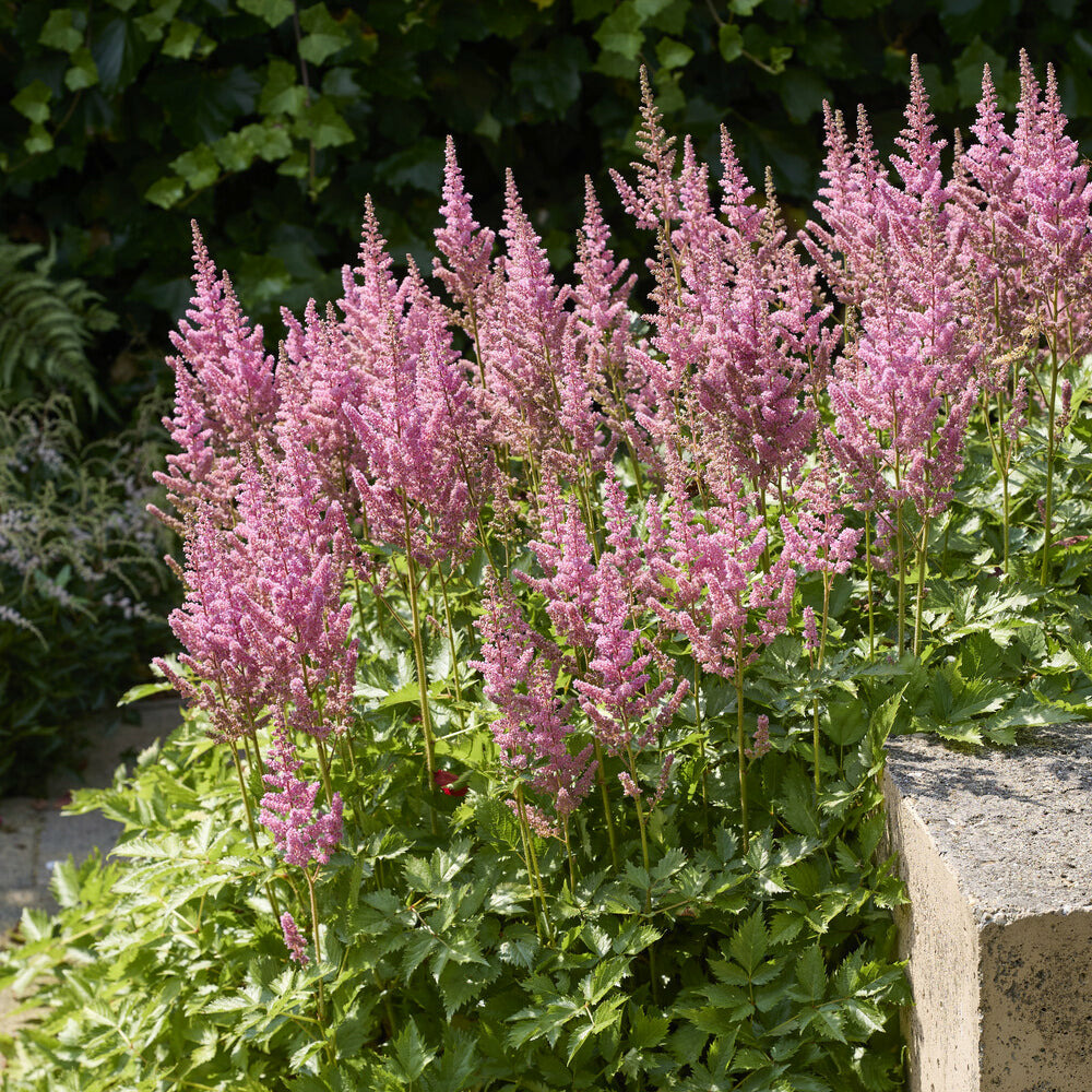 Astilbe hybride rheinland - le pot / ø 9cm