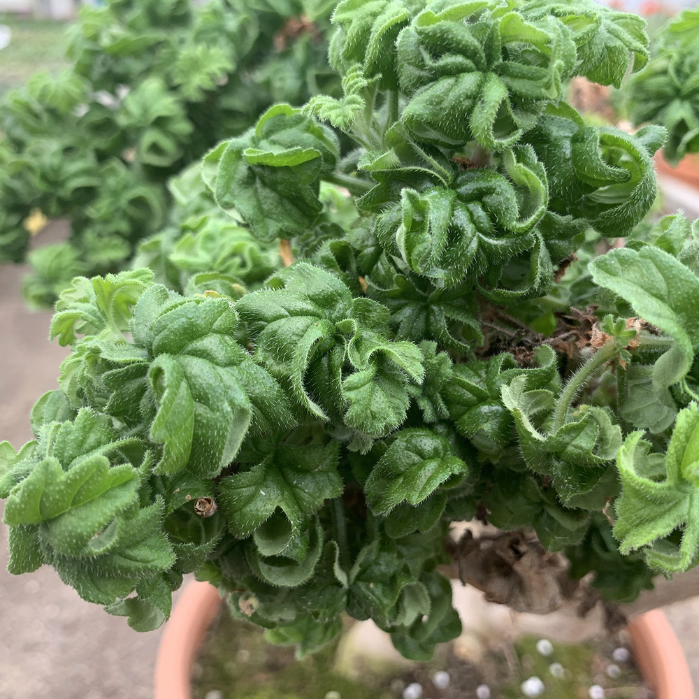 Géranium à odeur de rose citronnée 'bontrosaï' godet de 8/9 cm
