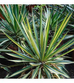 Yucca 'bright star' pot de 2l/3l