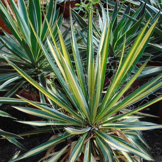 Yucca 'bright star' pot de 2l/3l