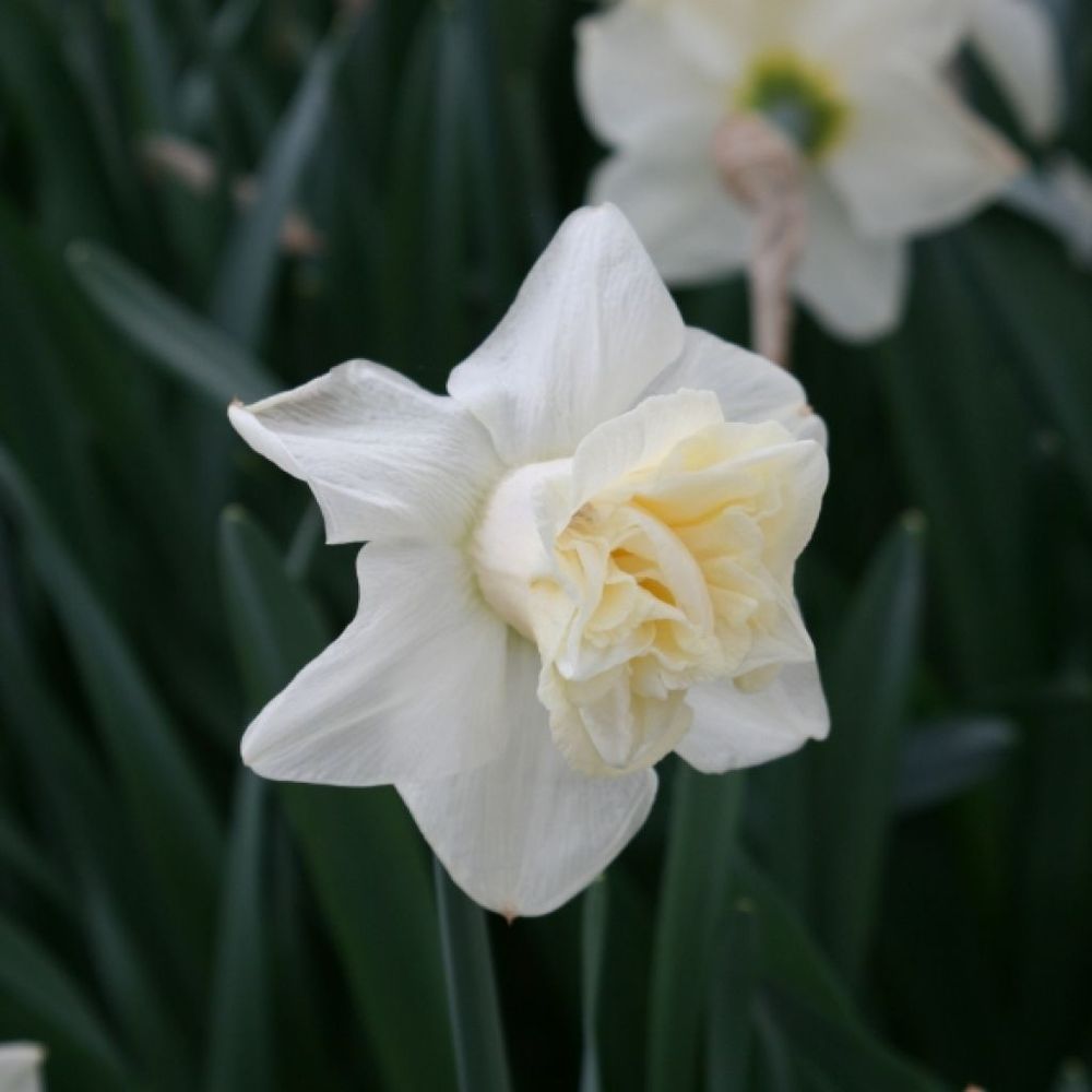 Narcisse trompette 'popeye' bulbe calibre 14/16 (par 5)