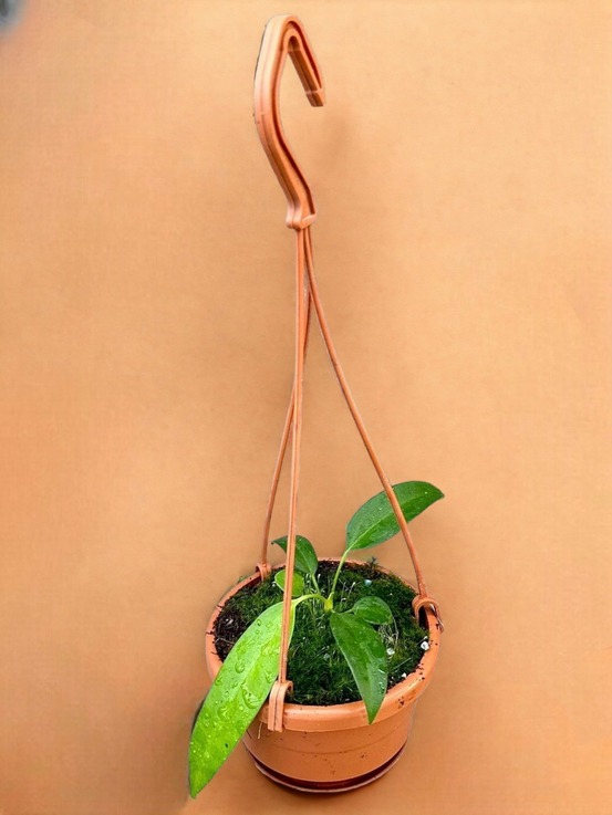 Anthurium wendlingeri