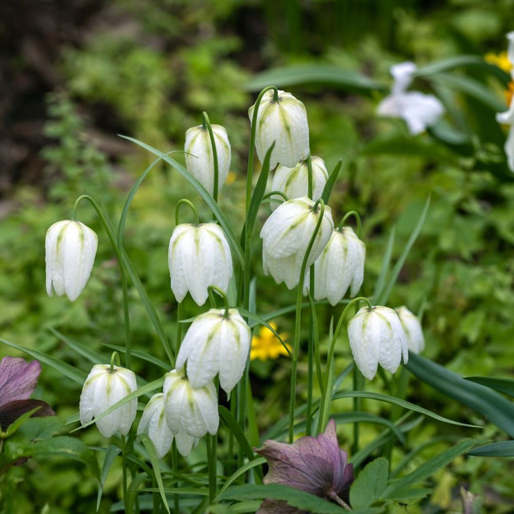 Fritillaire meleagris 'alba' bulbe calibre 5+ (par 10)