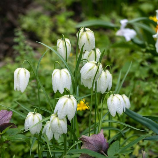 Fritillaire meleagris 'alba' bulbe calibre 5+ (par 10)