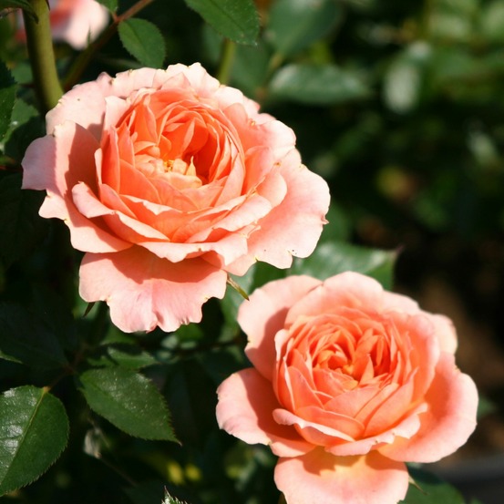 Rosier sweet dream ® - le pot / 3l / hauteur livrée 15-40cm