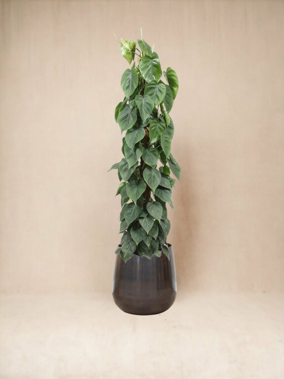 Philodendron scandens - h150 cm - ø27 cm